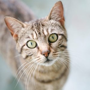 TickAway Herbal Spray