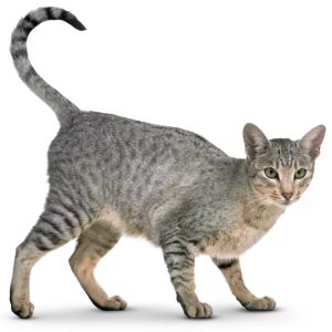 CanineCalm Herbal Stress Relief Spray