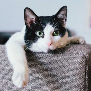 VetGuard Post-Surgery Protective Sleeve