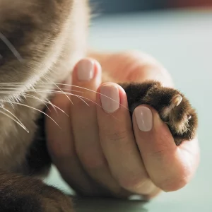 FelineFresh Natural Cat Litter