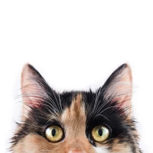 CanineShield Flea & Tick Collar